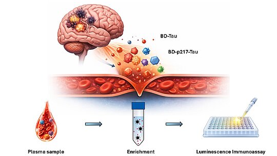 Brain-derived Tau Workflow Illustration