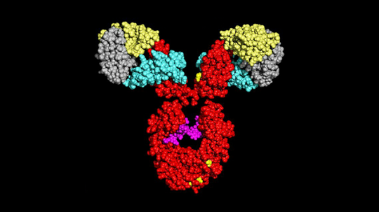 Antibody Antibody
