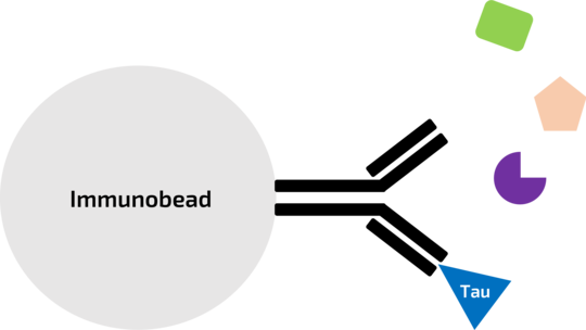 Schematic Immunoprecipitation Tau